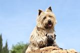 CAIRN TERRIER 160